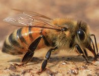 пчела апитерапия