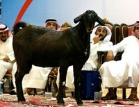 козел аукцион Саудовская Аравия