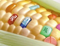Украинские аграрии хотят выращивать ГМО