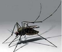 Американские ученые изобрели лазерную пушку, способную в считанные минуты уничтожить миллионы комаров