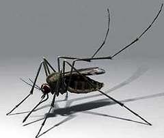 Американские ученые изобрели лазерную пушку, способную в считанные минуты уничтожить миллионы комаров