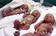 С разницей в один день в житомире и ровно родились две тройни&nbsp;— трое мальчиков и три девочки!