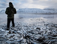 Исландский рыбак