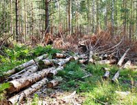 вырубка леса