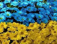 флаг Украины из цветов