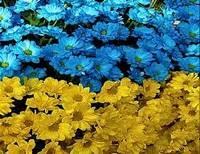 цветы флаг Украины