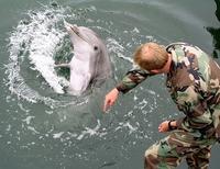 Дельфин и военный инструктор
