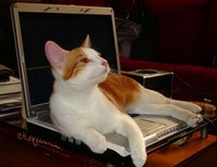 компьютер и кот