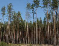 Украине возращены 2,6 гектара леса в Сухолучье, принадлежавших Януковичу