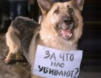 В элитном дачном поселке городского типа Брюховичи под Львовом произошел вопиющий случай расправы над животными 
