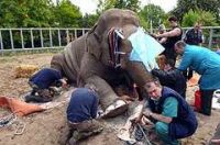 «слона усыпили внушительной порцией снотворного, уложили на бок с помощью подъемников и надели чехлы на глаза»