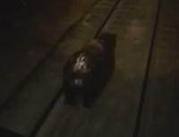 Российские машинисты ради смеха попытались поездом раздавить медведя (видео)