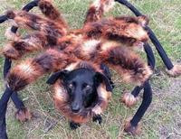 Видео с переодетой в паука собакой, которая пугает прохожих, за три месяца просмотрели в интернете 113 миллионов раз (видео)