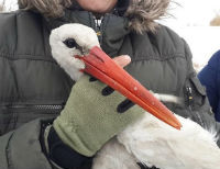 Здравствуй, аист: в Одесской области спасли от гибели теплолюбивую птицу