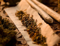 На Одесчине у задержанных братьев-наркодилеров изъята марихуана на 400 тысяч гривен