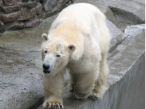 белый медведь