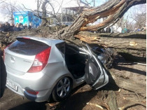 В центре Одессы огромное дерево рухнуло на автомобиль с людьми
