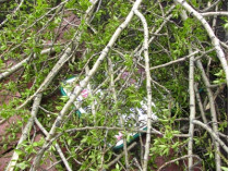 В Киеве из-за падения дерева на автомобиль погибла несовершеннолетняя девочка