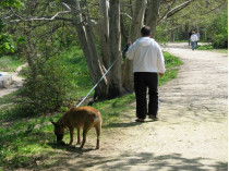 прогулка с собакой в парке