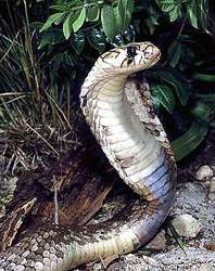 В чернигове в дачном кооперативе обнаружена крайне ядовитая египетская кобра