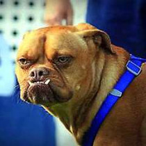 На конкурсе самых уродливых собак в мире победил пес с торчащими наружу нижними клыками