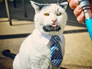 Самые популярные животные в Instagram: лисенок-альбинос, кошка с двумя лапами, "крылатый" кролик (фото)