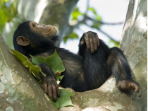 Шимпанзе на дереве