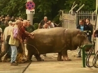 Люди заводят бегемота обратно в зоопарк