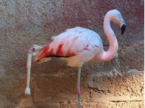 Фламинго с протезом