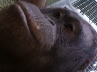 В британском зоопарке орангутаны научились делать... селфи! (фото, видео)