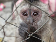 В ЮАР суд отобрал у владельцев двух обезьянок, которые стали алкоголиками и диабетиками из-за неправильного питания (фото)