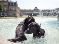 Собаки купаются в фонтане на Дворцовой площади в Штутгарте