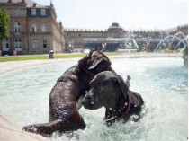 Собаки купаются в фонтане на Дворцовой площади в Штутгарте