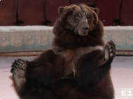 Рожавшая медведица стала причиной многочасовой пробки на трассе под Екатеринбургом (фото)