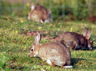 В Дании радиоведущий в прямом эфире убил крольчонка 