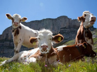 В Швейцарии военные спасают коров от аномальной жары и жажды