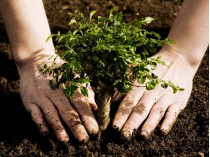 При высадке деревьев в столице впервые используют препарат, сохраняющий влагу в почве