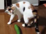 Видео с котом, который испугался огурца, собрало в YouTube более миллиона просмотров (видео)