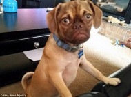 Сердитый щенок из Айовы - новый любимец пользователей интернета (фото)