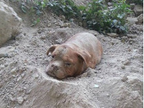 Пес был закопан в землю так, на поверхности находилась только его голова