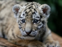 Детеныш амурского тигра