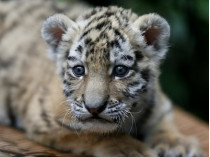 Детеныш амурского тигра