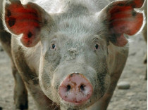 На Тернопольщине свинья убила фермера