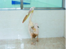 Пеликан с частичным протезом клюва