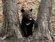 Медвежонок из России вызвал эвакуацию посетителей городского парка в Китае