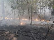 Под Киевом горят 15 га леса — ГСЧС (видео)