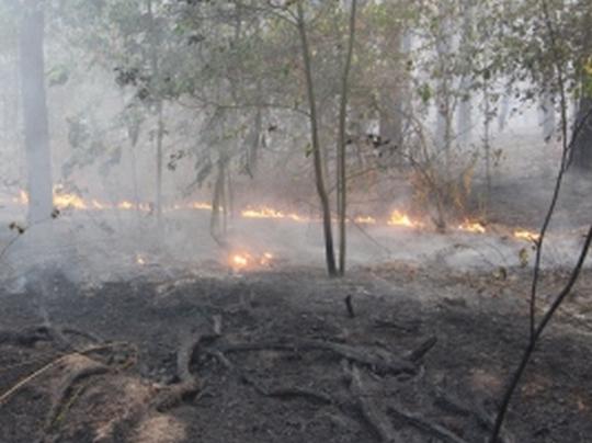 Под Киевом горят 15 га леса&nbsp;— ГСЧС (фото, видео)
