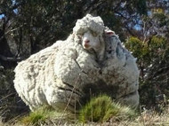 В Австралии с одной овцы состригли 40 кг шерсти! (фото, видео)