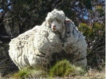 Овца-меринос Крис