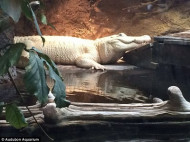 В Новом Орлеане умер редчайший аллигатор-альбинос (фото, видео)